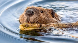 Encuentran por primera vez castores en el río Tajo, donde llevaban siglos desaparecidos
