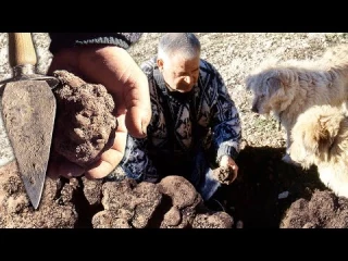 El trufero y sus perros en acción: caza de la trufa bajo tierra para degustar el preciado oro negro