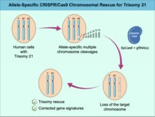 Uso de CRISPR para eliminar cromosomas adicionales en el síndrome de Down (eng)