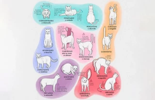 El lenguaje de los gatos: la cola