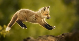 Ganadores de los Premios Mundiales de Fotografía de Naturaleza 2025 (18 fotos) [ENG]