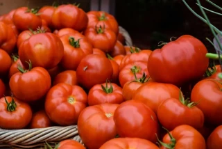 España ha llenado Europa de tomates excelentes que no saben a nada