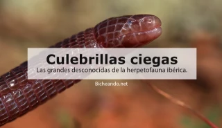 ▷ Culebrillas ciegas. Las grandes desconocidas de la herpetofauna ibérica