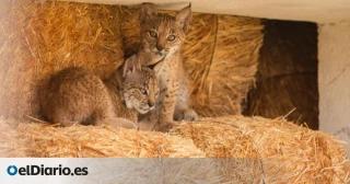 El lince es el nuevo lobo: el ambiente hostil de cazadores y agricultores paraliza tres planes de reintroducción del felino