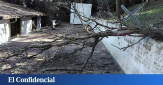 Un fresno y 100.000 euros de multa: el calvario de 15 años de un vecino de El Escorial por talar un árbol