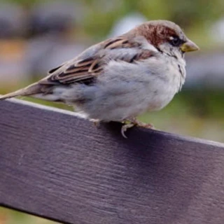La población de gorrión común en España cae un 20% y pierde 7M en 25 años