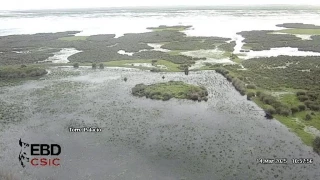 Doñana resurge con las lluvias pero no hay infraestructuras para recargar el acuífero y evitar su colmatación
