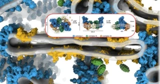 Observan las mitocondrias con tanta resolución que ahora entendemos cómo generan energía con eficiencia