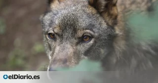 La Xunta justifica retomar las batidas de lobos usando datos desactualizados para afirmar que la población crece