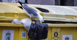 El nuevo censo de Cíes registra la desaparición del 92% de las gaviotas