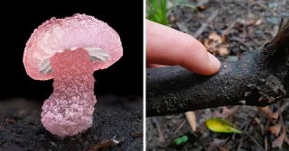 30 primeros planos muestran el fascinante mundo de los hongos [ITA]