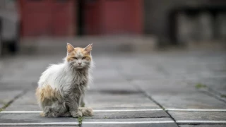 ‘Cazan’ a una vecina de Ciempozuelos abandonando a un gato y le multan con 9.001 euros