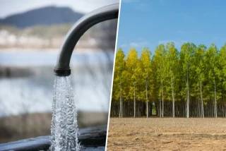 España tiene un problema enorme con las aguas contaminadas. Estos investigadores creen que la solución son los chopos