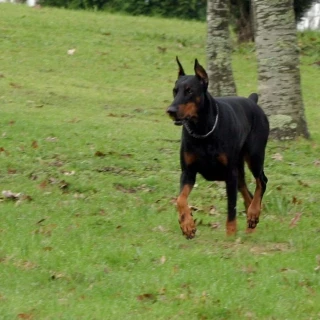 Cobrará 48.000 euros por las lesiones sufridas al tirarle de la bicicleta dos perros