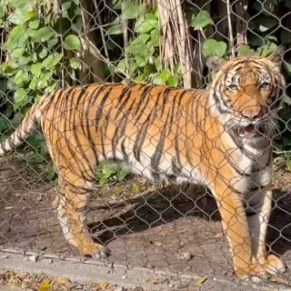 Api cumple 15 años entre rumores de estar enamorada de Olan [ENG]