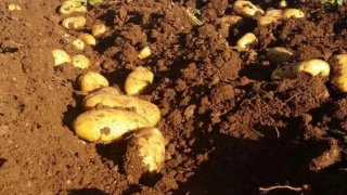 Denuncian que los supermercados españoles compran patatas de Egipto e Israel en plena campaña en Murcia y Andalucía