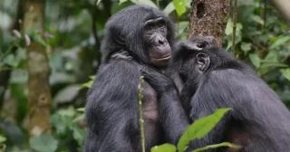 Las hembras de bonobos en el Congo forman grupos para defenderse de agresiones de los machos