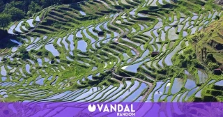 Japón se rinde y pide arroz a Corea, importando este cereal por primera vez en 25 años