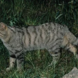 El gato doméstico más antiguo de EEUU naufragó en Florida en 1559