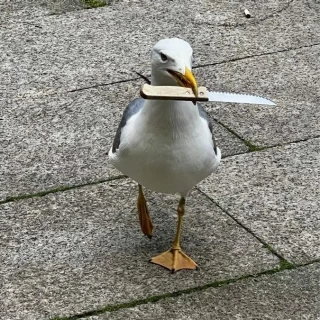 La gaviota más peligrosa de Vigo: roba un cuchillo en el Casco Vello y se pasea con mirada asesina