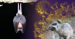 El virus ancestral de la COVID-19 apareció a más de 2.000 km de Wuhan solo unos años antes de la pandemia: nuevo estudio apunta al comercio de animales salvajes como vía más probable de transmisión