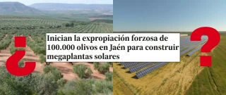 Qué sabemos sobre los supuestos 100.000 olivos expropiados en Jaén para nuevas plantas fotovoltaicas