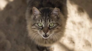 China presenta la primera patente de una IA capaz de traducir en palabras los sonidos de las mascotas