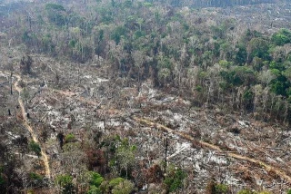 La deforestación cae un 32,4% en Brasil en 2024