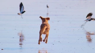 Así es el impacto ambiental de los perros, un problema que los dueños no deben ignorar
