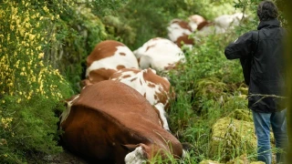 Un rayo mata a 22 vacas en Rodeiro y deja afectadas a otras tres
