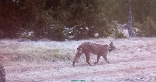 Detectado un lince ibérico en el Prepirineo de Lleida