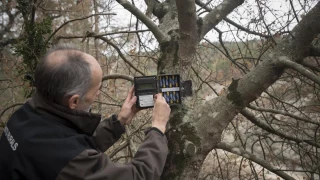 "Secreto", el lince ibérico llegado a Catalunya cruzó la AP-7, las vías del tren y el río Ebro