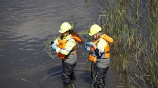 Qué es la mosca negra, el insecto que muerde y ya es una plaga en Madrid, Catalunya, Aragón y Murcia