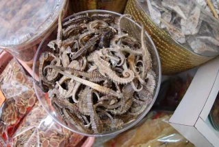 Incautados en 10 años casi 5 millones de caballitos de mar