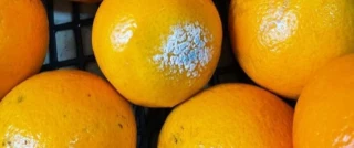 La comida podrida de las residencias vuelve al foco de la denuncia: "A Ayuso, que tanto le gusta hablar de fruta"