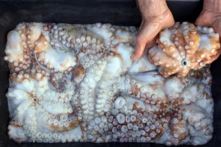 Mientras el pulpo en Galicia se muere, en Reino Unido se multiplica: el cambio climático llena el Canal de la Mancha de marisco rentable