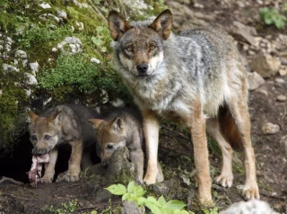 El Gobierno termina el censo de población de lobos: "En España hay menos lobos que linces"