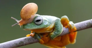 Los dúos más icónicos del reino animal, en 12 fotos: dos osos bailando, un ave susurrándole al oído a un ciervo, y otros encuentros sorprendentes