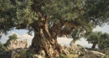 El olivo más antiguo del mundo que vio nacer y morir los imperios de la antigüedad: tiene unos 4000 años y sigue produciendo aceitunas