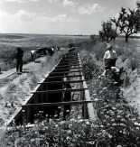 Científicos soviéticos cultivaron cítricos a -30 °C sin combustibles fósiles usando trincheras térmicas y poda extrema