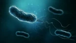 Helicobacter pylori, la bacteria omnipresente que está detrás del 75% de los cánceres de estómago