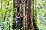 Botánicos descubren en Tanzania árboles gigantes de hasta 3.000 años, desconocidos hasta ahora por la ciencia, con ejemplares de 40 metros y más de 100 toneladas de carbono almacenado