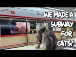 Hice una estación de metro para mis gatos