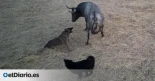 Denuncian vulneración de la ley de bienestar animal en el encierro taurino de Fontanar: "Usaron perros contra el toro"