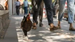 Torrevieja no consigue que retiren las cerca de 700 gallinas que se han apoderado de sus calles