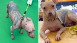 Un perro con un enorme tatuaje en su lomo genera polémica en una feria de mascotas
