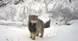 Consiguen fotografiar por sorpresa al gato de Pallas, el felino más esquivo del planeta y con cara de pocos amigos, a casi 5.000 metros en el Himalaya