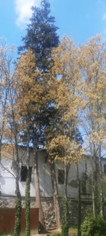 El Ayuntamiento de Madrid tala dos cipreses centenarios de la Casa de Campo