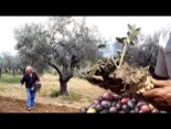 El OLIVO, árbol "inmortal" del Mediterráneo. Técnicas milenarias de su cultivo, poda, injertos y más