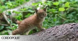 Cachorros de lince en la ciudad de Córdoba después de 50 años